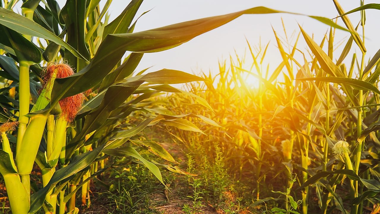 Cornfield at sunset