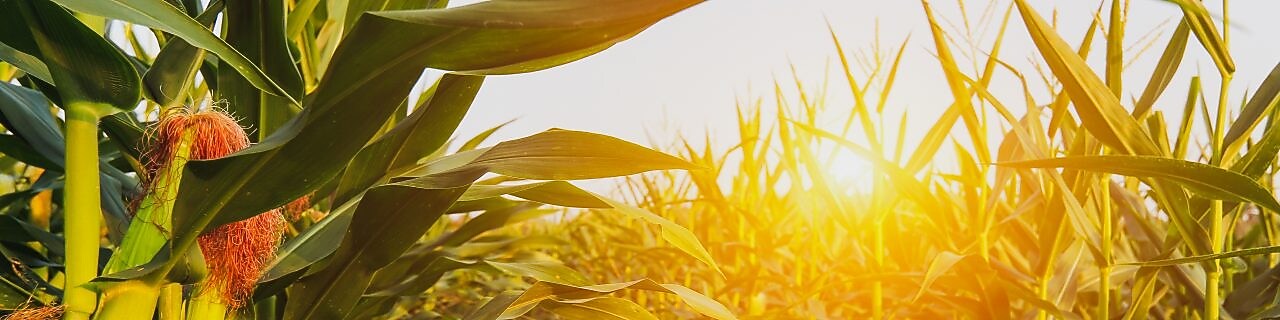 Cornfield at sunset