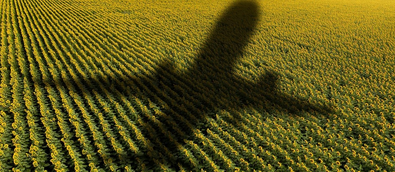 Shadow of a plane over green rows of a corn field