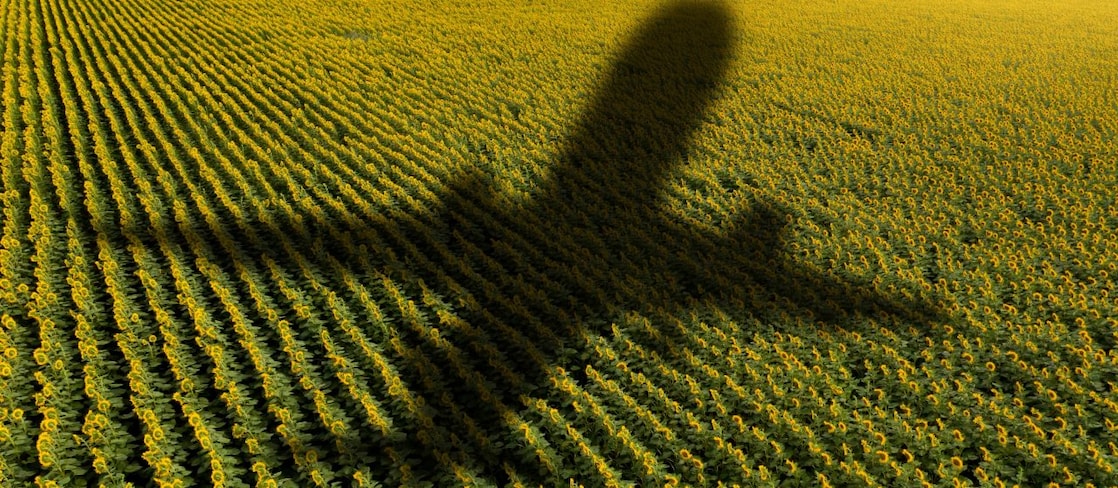 Shadow of a plane over green rows of a corn field